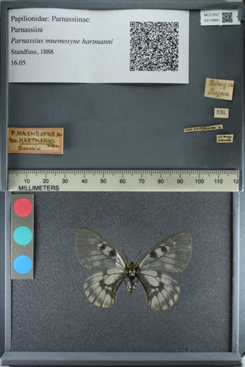 Media type: image;   Entomology 179985